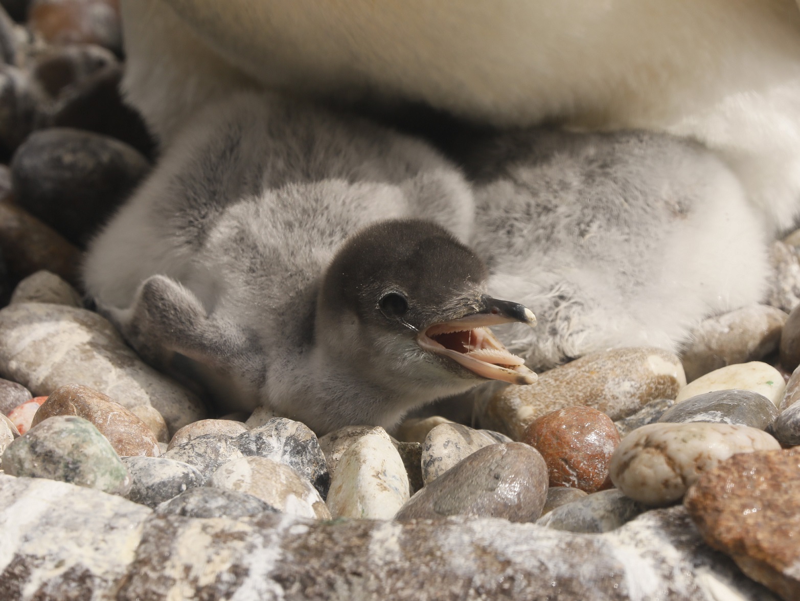 Gentoo penguin chick on nest with beak open IMAGE: Amy Middleton 2024